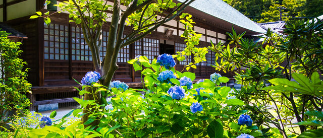 浄妙寺のアジサイ